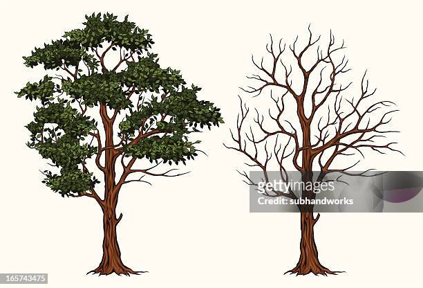 ilustraciones, imágenes clip art, dibujos animados e iconos de stock de árboles - acacia tree