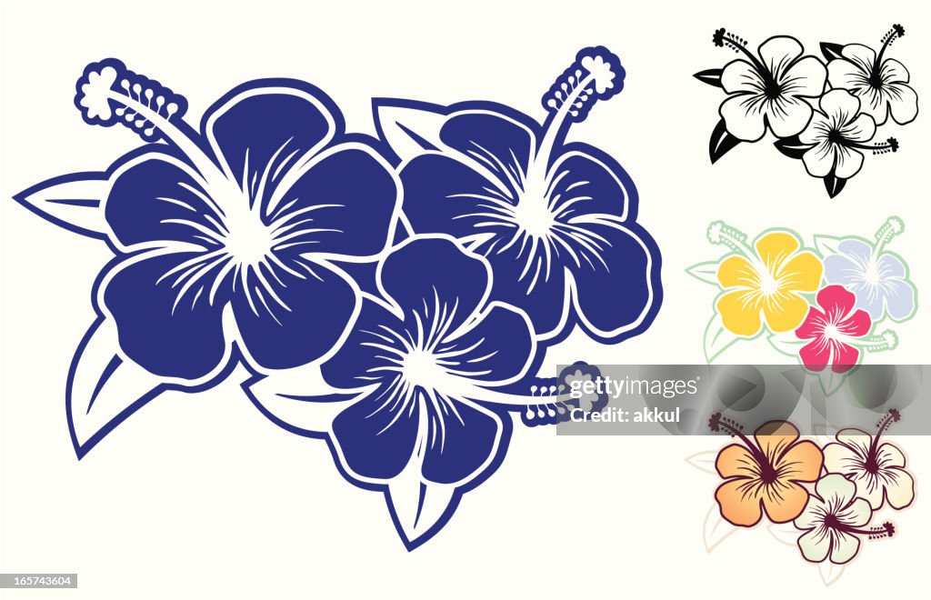 Hibiscus