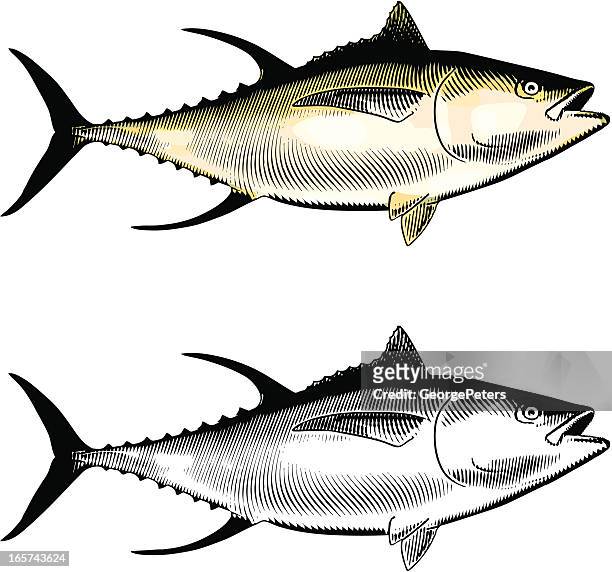 stockillustraties, clipart, cartoons en iconen met yellowfin tuna - yellow fin tuna fish
