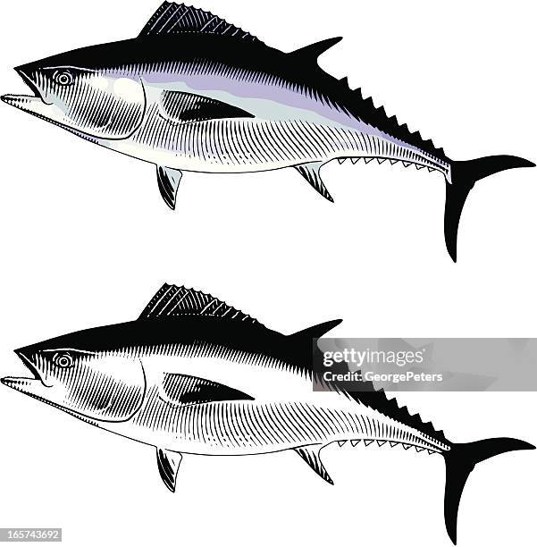 ilustraciones, imágenes clip art, dibujos animados e iconos de stock de atún azul - bonito del norte
