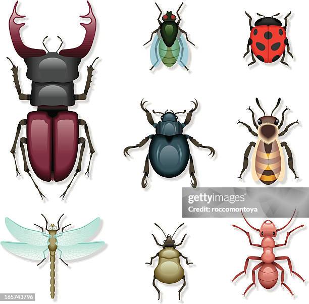 stockillustraties, clipart, cartoons en iconen met icon set, insects - scarabee