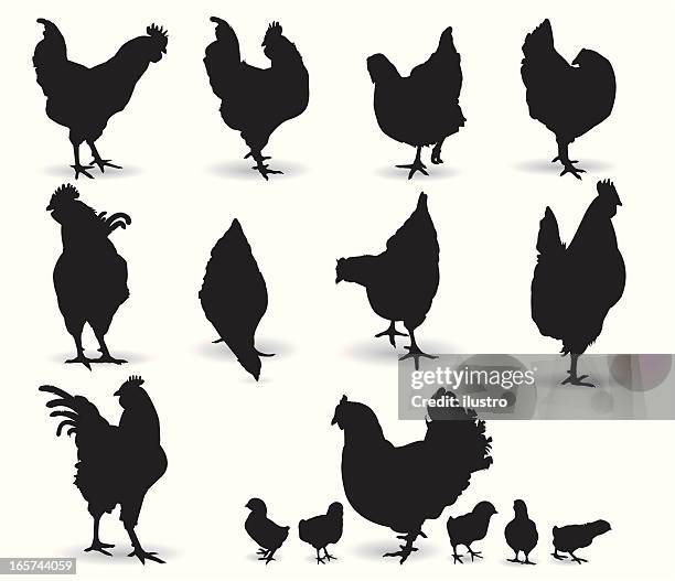 chickens - barred plymouth rock chicken stock illustrations