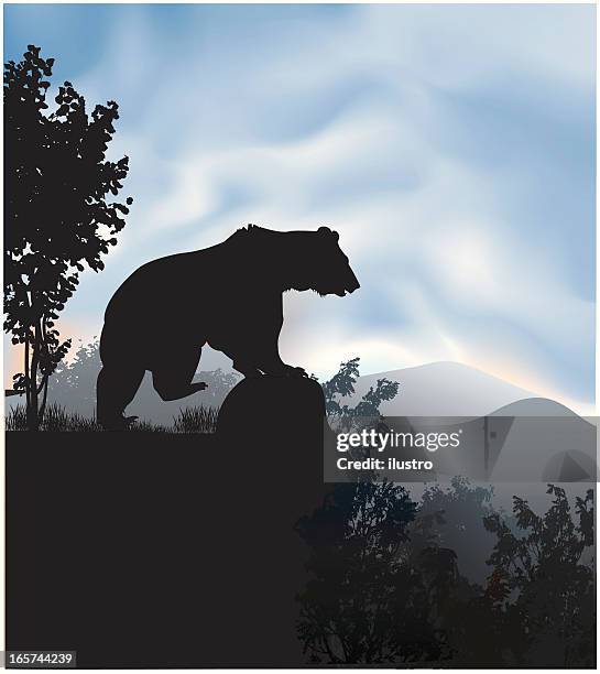 grzli bear in the wild - black bear stock illustrations