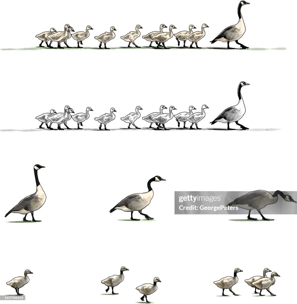 Canada Geese Design Elements