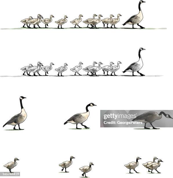 canada geese design elements - canada goose stock illustrations