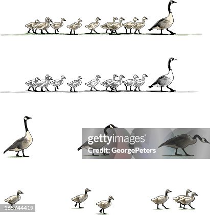 Canada Geese Design Elements Canada Geese Design Elements