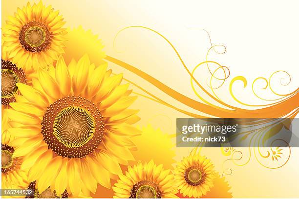 sunflower background - sunflower stock illustrations