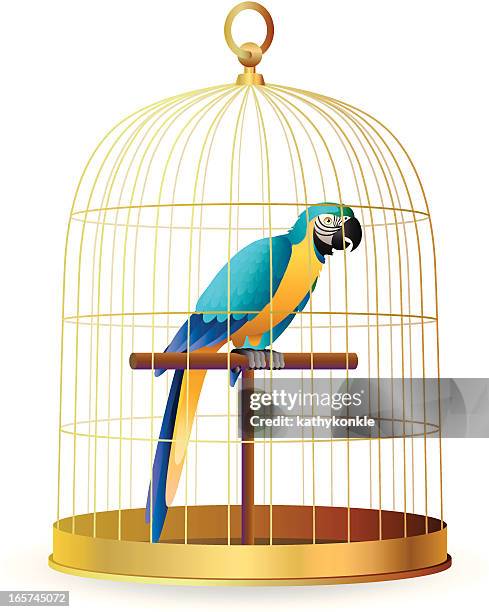 blue and gold macaw in a cage - animals in captivity stock illustrations