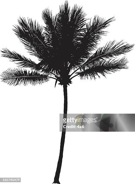 close of up a single palm tree - palmetto stock illustrations