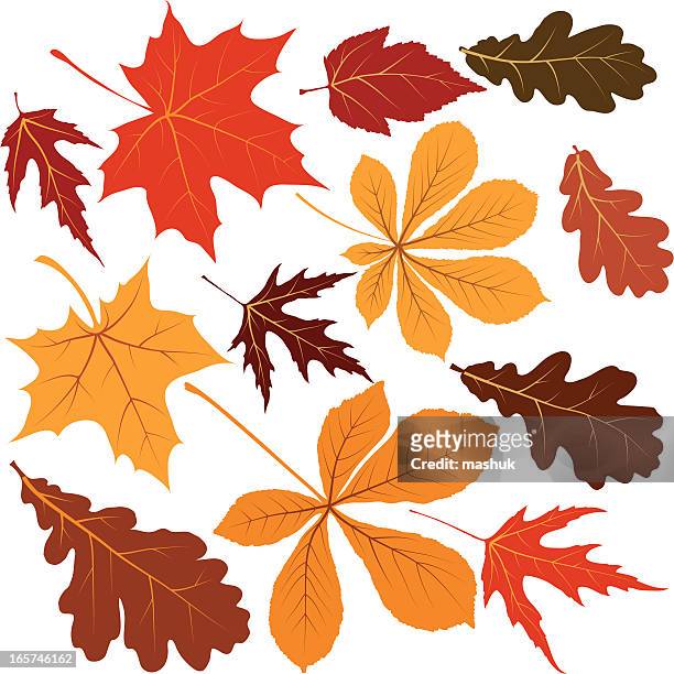 ilustraciones, imágenes clip art, dibujos animados e iconos de stock de hojas otoñales - oak leaf