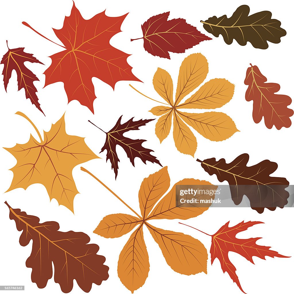 Autumn leaves