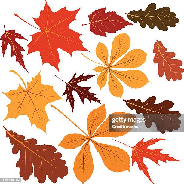 autumn leaves - acer stock illustrations