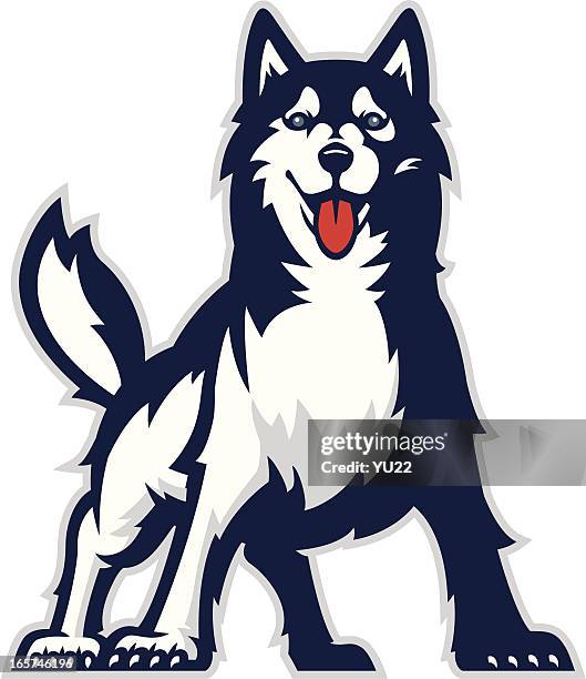 huskie mascot - husky vector stock illustrations