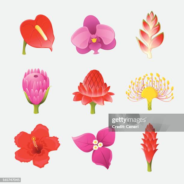 icon set: exotic tropical rainforest flowers in full bloom - bougainvillea plant stock illustrations
