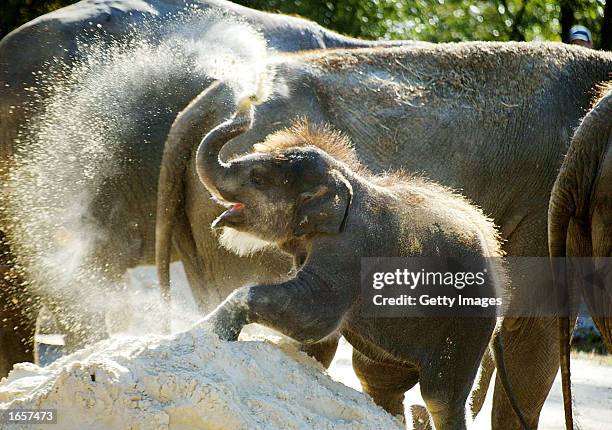 The Asian elephant Kandula, plays in the sand November 23, 2002 at the National Zoo in Washington, D.C. The zoo is celebrating Kandula's first...