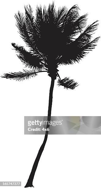 isolated palm tree silhouette - palmetto stock illustrations