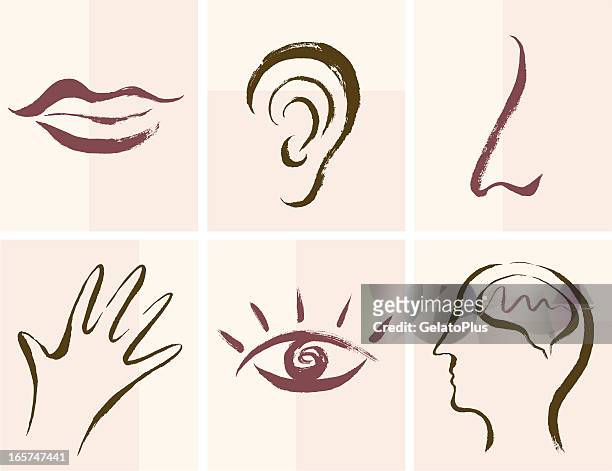 stockillustraties, clipart, cartoons en iconen met senses icons - menselijk oor