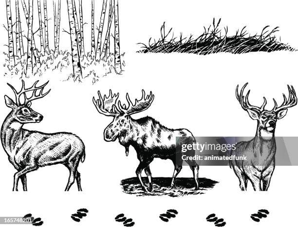 wildlife elements - white moose stock illustrations