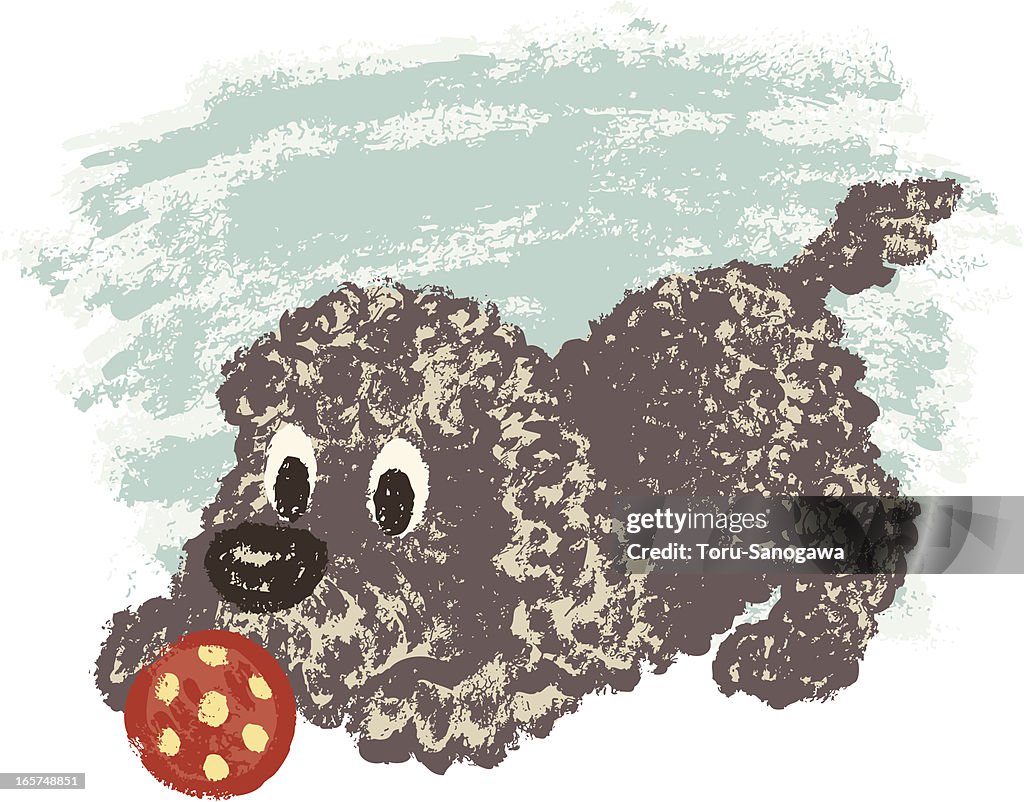 Portuguese Water Dog and ball