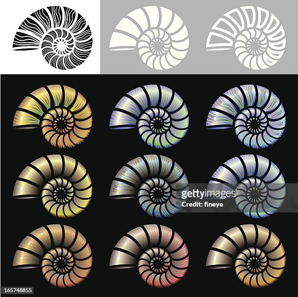 ilustrações, clipart, desenhos animados e ícones de nautilus conchas conjunto de ícones - nautilus