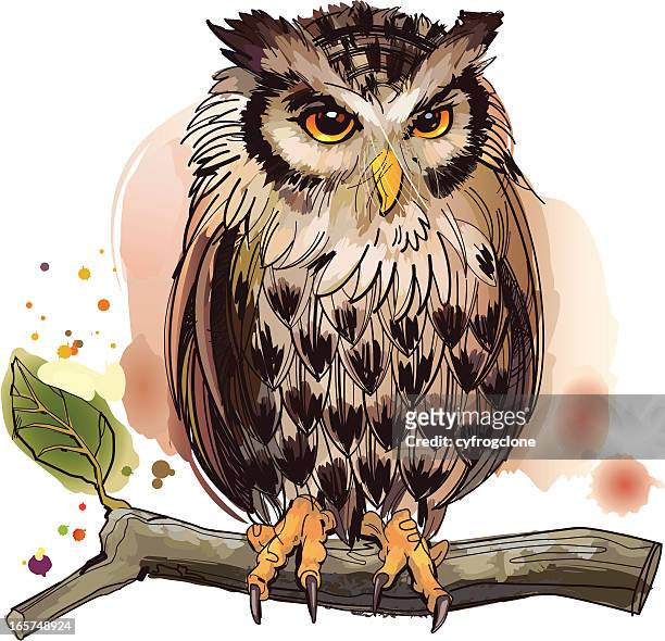 owl - kite bird stock illustrations