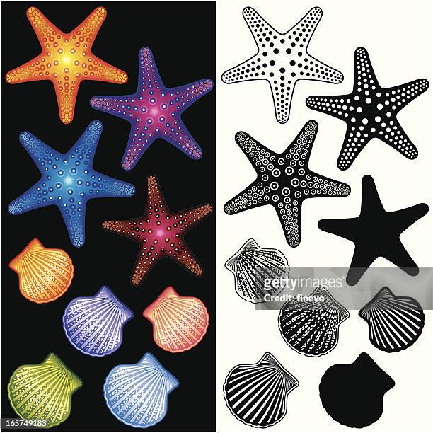 seesterne in unglaublicher vielfalt beheimatet sind und muscheln icon-set - starfish stock-grafiken, -clipart, -cartoons und -symbole