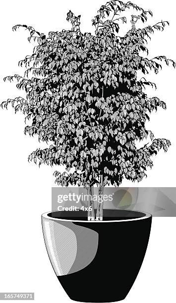 potted house plant - empty flower pot stock illustrations