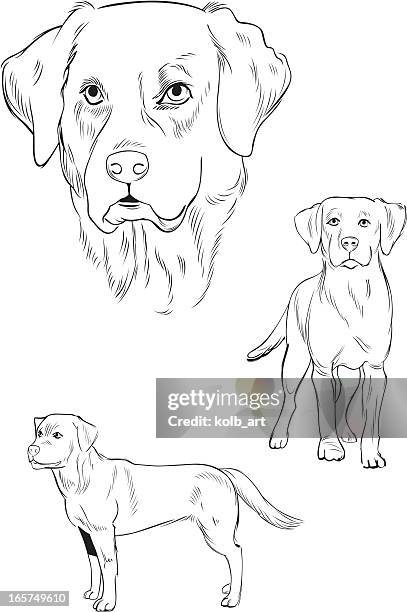 bildbanksillustrationer, clip art samt tecknat material och ikoner med line illustration of labrador dog - retriever