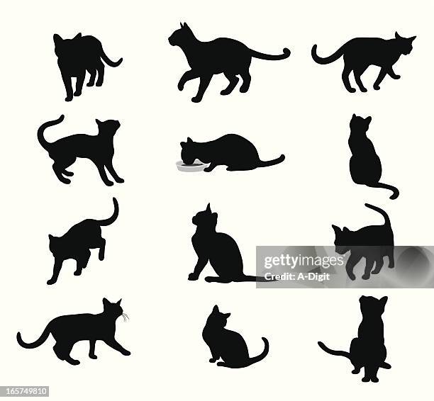 illustrations, cliparts, dessins animés et icônes de purringcats - chat noir