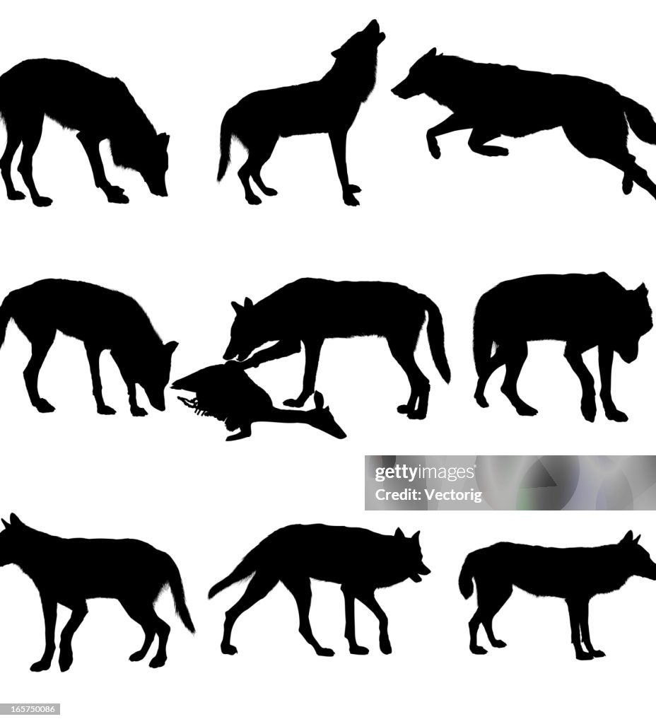 Lobo