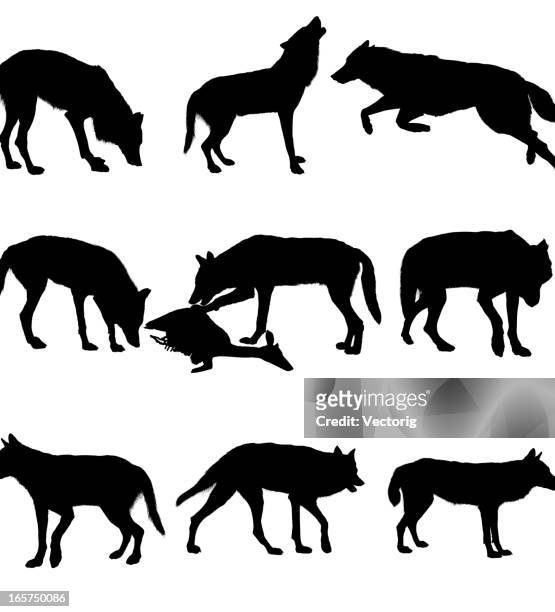 ilustrações de stock, clip art, desenhos animados e ícones de lobo - coiote cão selvagem