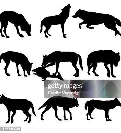 Wolf Wolf