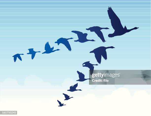 gänse-south - wildgänse formation stock-grafiken, -clipart, -cartoons und -symbole