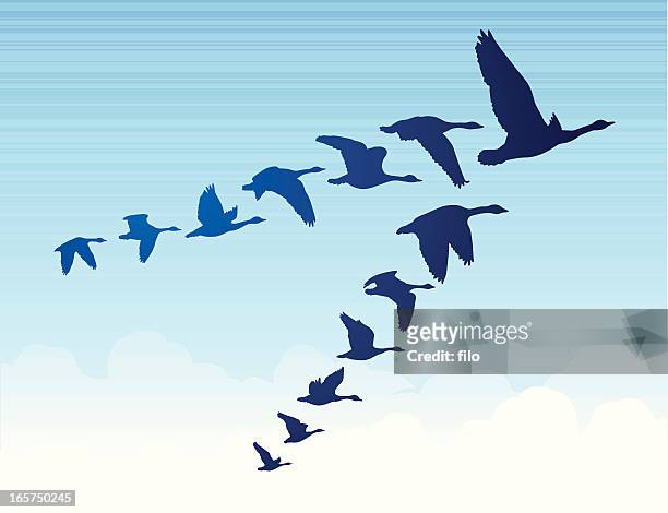 ilustraciones, imágenes clip art, dibujos animados e iconos de stock de gansos volando hacia el sur - goose bird
