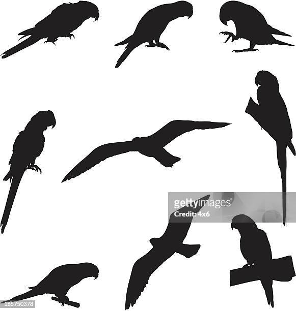 perched parrots and other birds - tropical bird white background stock illustrations