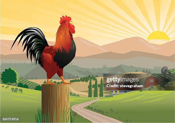 stockillustraties, clipart, cartoons en iconen met crowing rooster in farmyard - sunrise dawn