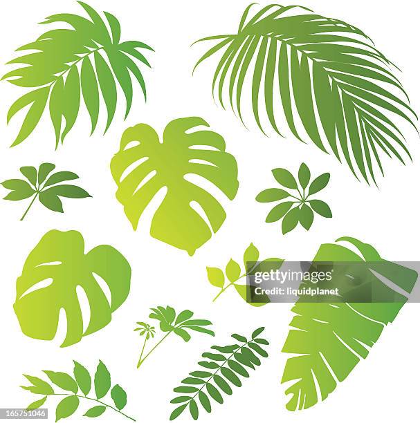 ilustraciones, imágenes clip art, dibujos animados e iconos de stock de elementos tropical ii - palm branch