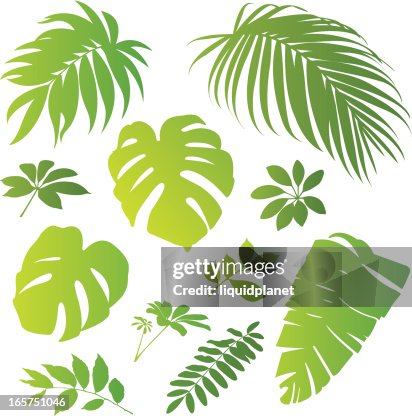 Tropical elements II Tropical elements II