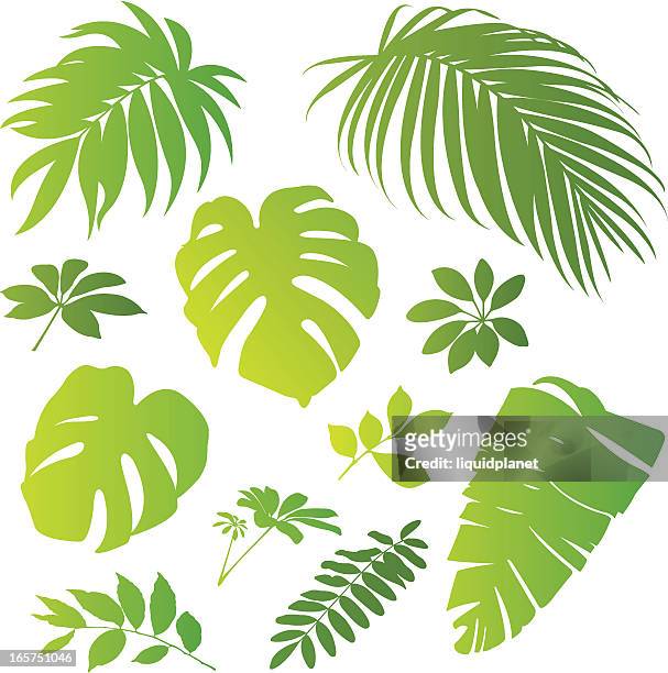 tropical elements ii - palm leaves stock illustrations