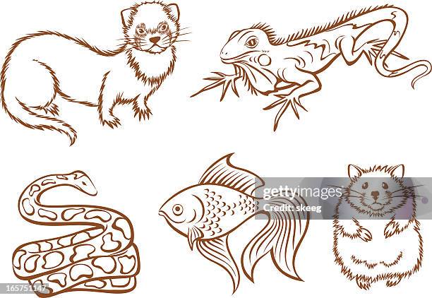 pet shop animals - ferret stock illustrations