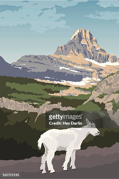 illustrations, cliparts, dessins animés et icônes de parc national de glacier, chèvre de montagne - chevre animal
