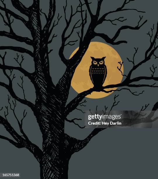 ilustraciones, imágenes clip art, dibujos animados e iconos de stock de hoot de una noche - búho