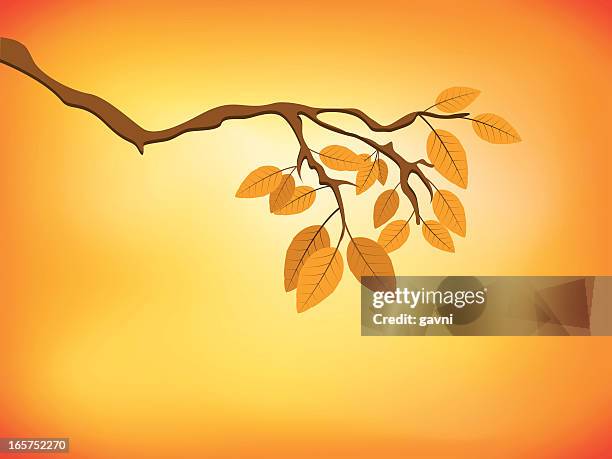 autumn - beech tree stock illustrations