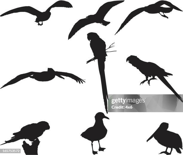 assorted bird silhouettes - feather floating stock illustrations