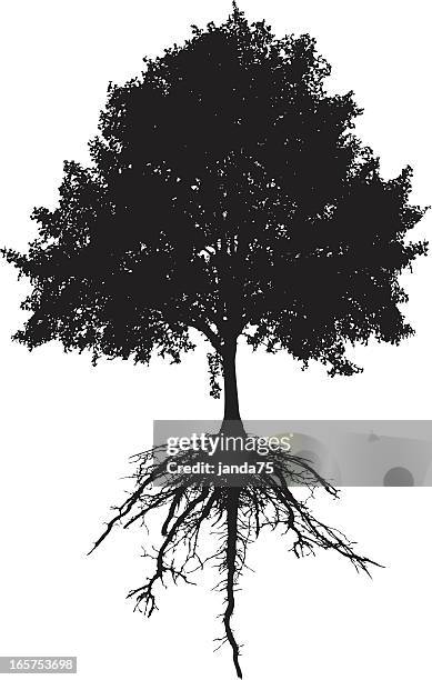 stockillustraties, clipart, cartoons en iconen met tree and roots - wortel