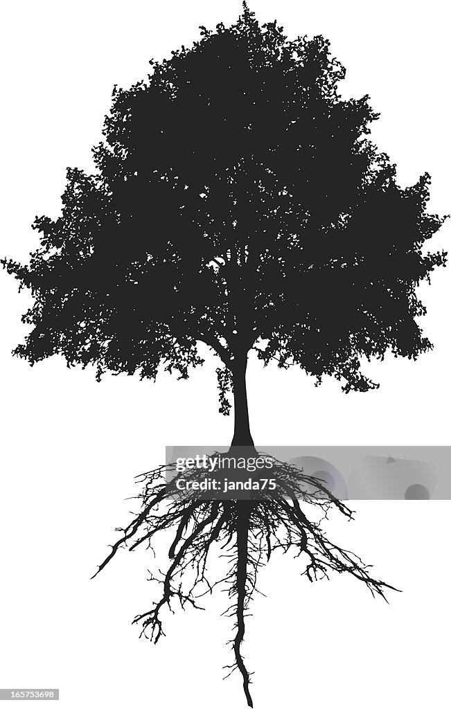 Tree and roots