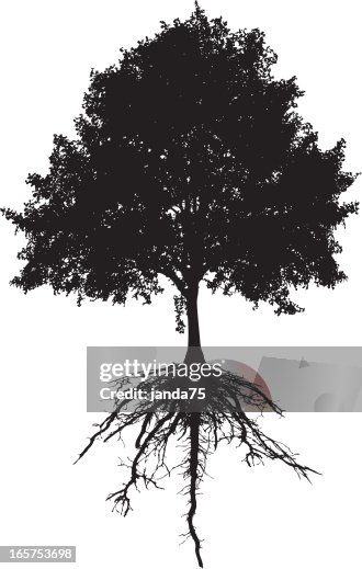 Tree and roots Tree and roots