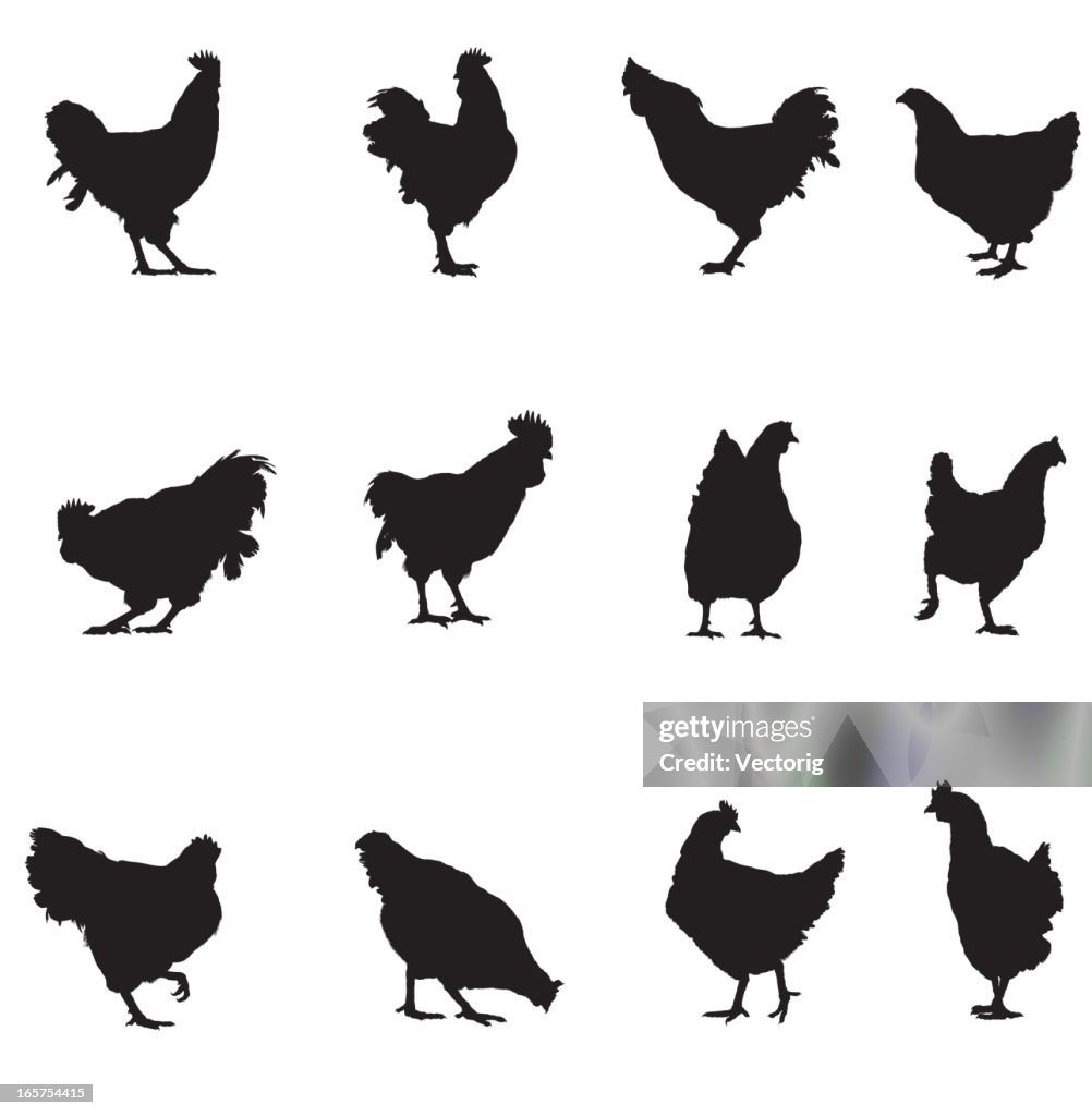 Rooster and Chicken Silhouette