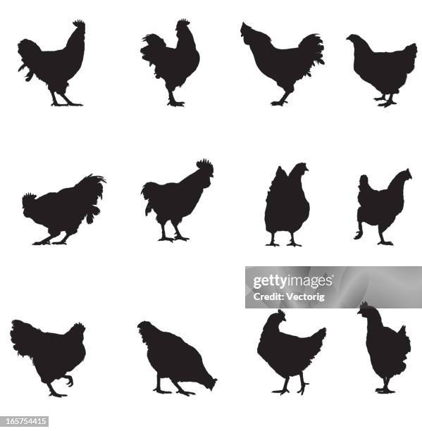 rooster and chicken silhouette - barred plymouth rock chicken stock illustrations