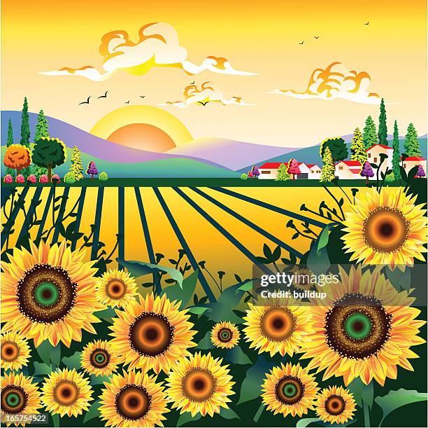 sunflower garden - single flower in field stock illustrations